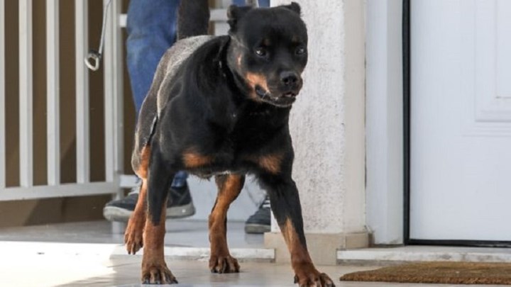 Τραγωδία στα Γλυκά Νερά: Η οικογένεια του άτυχου βρέφους θέλει πίσω το ροτβάιλερ