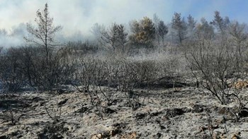 Σοκαριστικά στοιχεία για τις φωτιές σε Ζάκυνθο και Λουτράκι