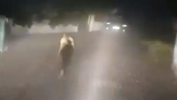 Αρκούδα έκανε βόλτες στη Βλάστη Κοζάνης – ΒΙΝΤΕΟ