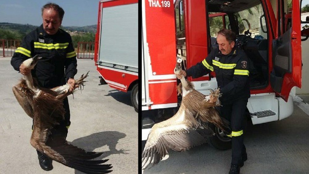 Γύπας έπεσε πάνω σε λεωφορείο στα Χανιά – ΦΩΤΟ – ΒΙΝΤΕΟ