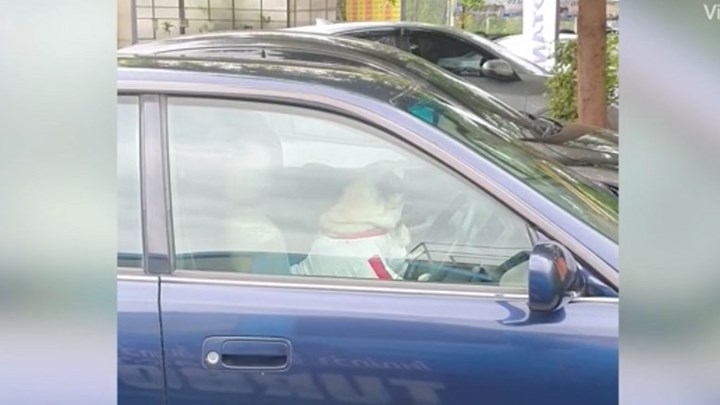 Ξεκαρδιστικό βίντεο: Ανυπόμονος σκύλος κορνάρει στο αφεντικό του εκνευρισμένος