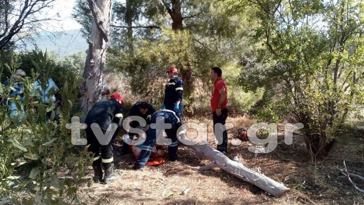 Σοβαρό ατύχημα στην Εύβοια: Κορμός δέντρου καταπλάκωσε γυναίκα – ΦΩΤΟ