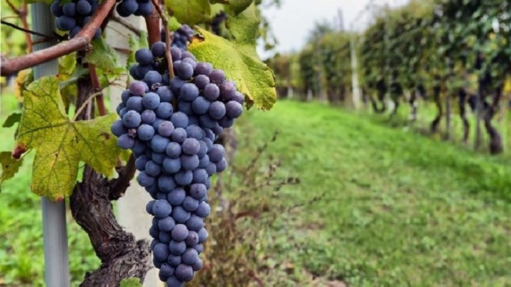 Μετανάστες άφησαν χρήματα για τα σταφύλια που έφαγαν από αμπελώνα – ΦΩΤΟ