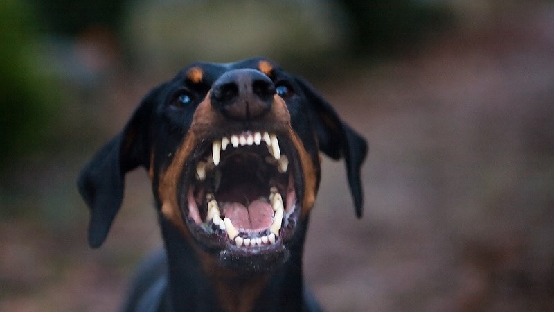 Επίθεση σκύλων με δύο τραυματίες στον Διόνυσο