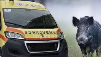 Σοκ στη Μαγνησία: Οδηγός μηχανής δέχθηκε επίθεση από 15 αγριογούρουνα