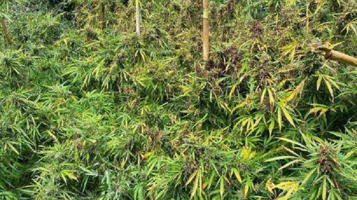 “Δάσος” από… κάνναβη στα Κύθηρα – Συνελήφθη 25χρονος