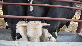 Επιστήμονες δημιούργησαν ταύρους χωρίς κέρατα