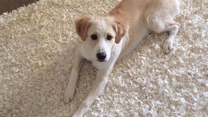 Αυξημένο προσδόκιμο ζωής για αυτούς που έχουν σκύλο