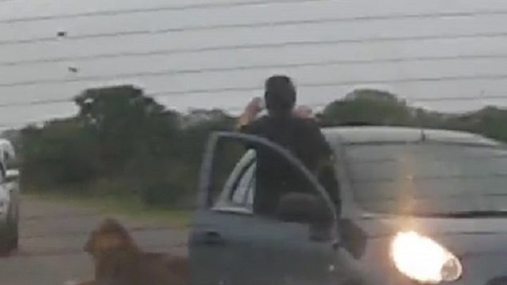 Ρίσκαρε τη ζωή του για μία φωτογραφία με λιοντάρια σε σαφάρι στην Αφρική – ΒΙΝΤΕΟ