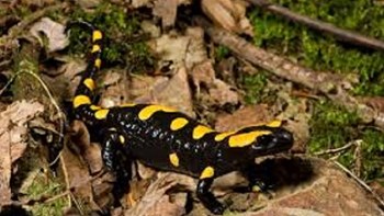 Τι κοινό έχουν οι άνθρωποι με τις… σαλαμάνδρες