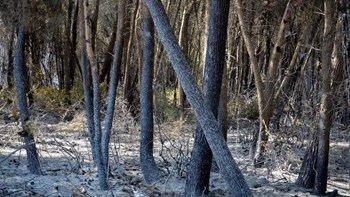 Τραγωδία στο δάσος της Στροφυλιάς: Δύο νεκροί μέσα σε λίγες ώρες