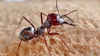 Αυτό είναι το πιο γρήγορο μυρμήγκι στον κόσμο – Ζει στη Σαχάρα και «πιάνει» σχεδόν το ένα μέτρο το δευτερόλεπτο – ΒΙΝΤΕΟ