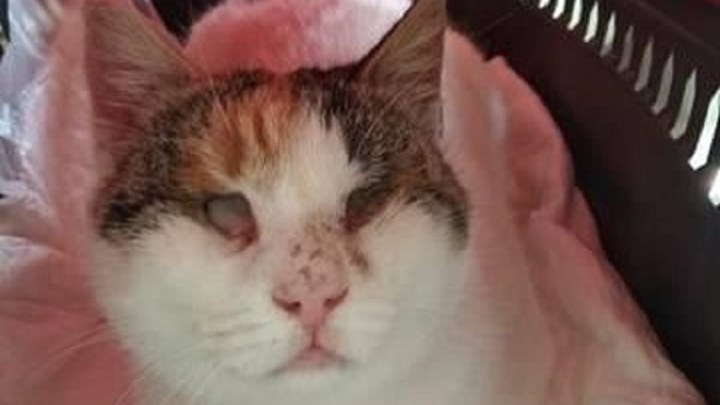 Υιοθετήθηκε η τυφλή γάτα που κακοποίησαν παιδιά στη Φολέγανδρο – ΦΩΤΟ