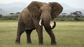 Περισσότεροι από 50 ελέφαντες θύματα της ξηρασίας σε έναν μήνα στη Ζιμπάμπουε