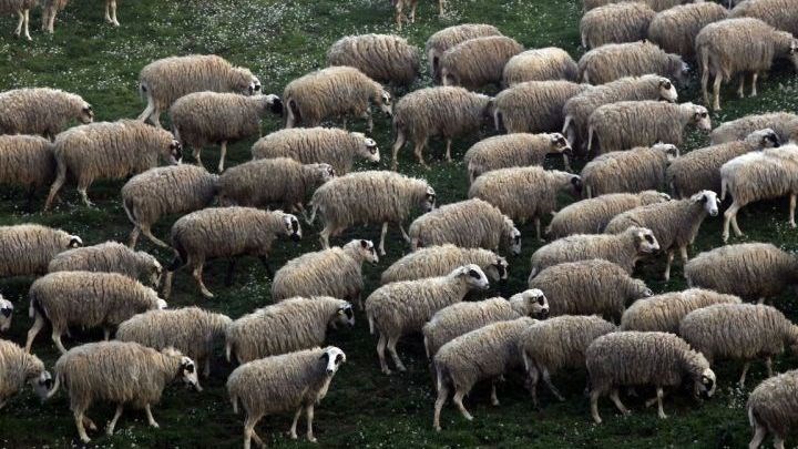 Πέθανε ο «Κρις», το πιο «μαλλιαρό» πρόβατο – Του είχαν αφαιρέσει 41,1 κιλά μαλλί το 2015 – ΦΩΤΟ