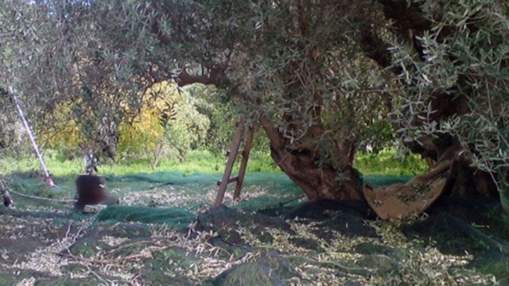 Σοκ στη Φθιώτιδα: Τον βρήκαν νεκρό κάτω από μία ελιά