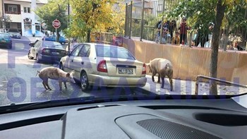 Γουρούνια κάνουν βόλτα στη Θεσσαλονίκη – Η Νόπη και η Τερέζα… το έσκασαν – ΦΩΤΟ – ΒΙΝΤΕΟ