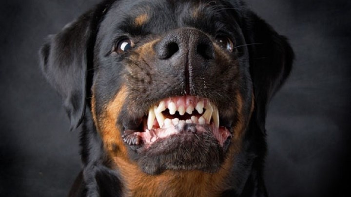 Άγρια επίθεση σκύλου σε άνδρα στη Λαμία – ΦΩΤΟ