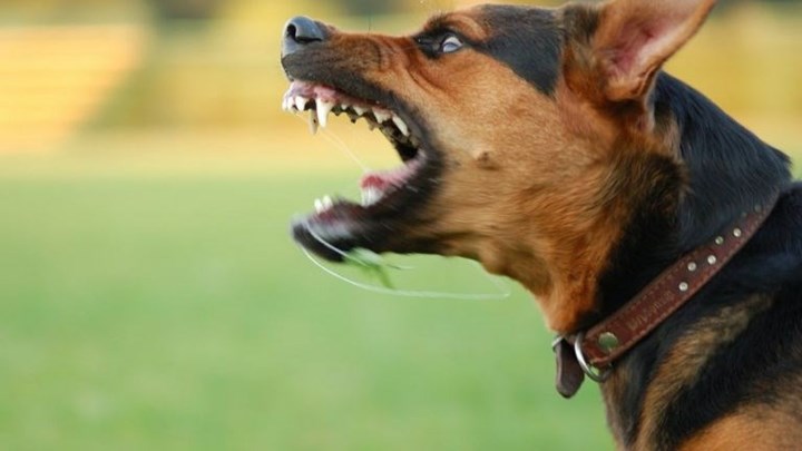 Τι υποστήριξαν οι ιδιοκτήτες των σκύλων που επιτέθηκαν στον 9χρονο στις Σέρρες