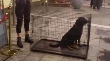 Νυχτερινό κέντρο διασκέδασης έβαλε σκυλιά σε κλουβιά προκαλώντας αντιδράσεις – Τι απαντά η επιχείρηση – ΦΩΤΟ