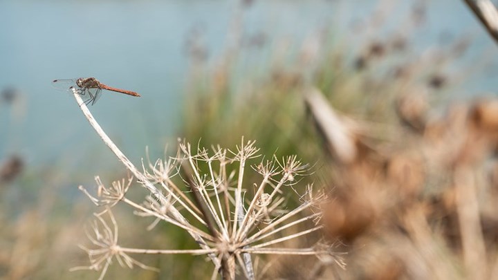 Έως και δύο μέτρα θα ανέβει η στάθμη της θάλασσας στη Μεσόγειο – Τι έδειξε νέα μελέτη