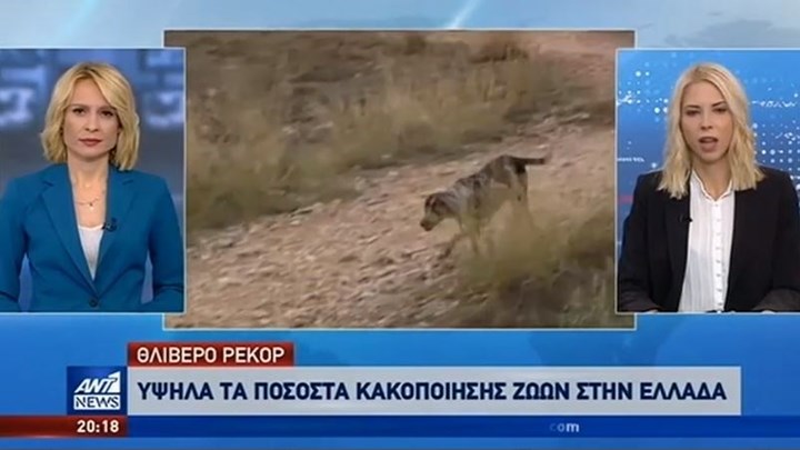 Θλιβερό ρεκόρ της Ελλάδας στην κακοποίηση των ζώων – ΒΙΝΤΕΟ