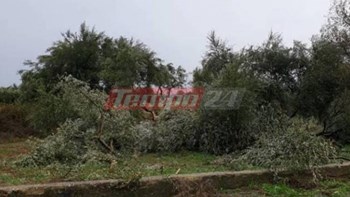 Ανεμοστρόβιλος έκοψε στη μέση δέντρα και “σήκωσε” σκεπή στάβλου στην Αχαΐα – ΦΩΤΟ