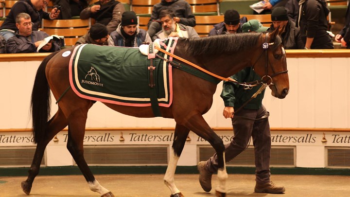 Αγορές – ρεκόρ 68 καθαρόαιμων ίππων από Έλληνες επενδυτές στη δημοπρασία του οίκου Τattersalls