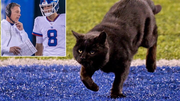 Μια μαύρη γάτα… καθυστέρησε τον αγώνα – Οι ηττημένοι μιλούν για γρουσουζιά – ΒΙΝΤΕΟ