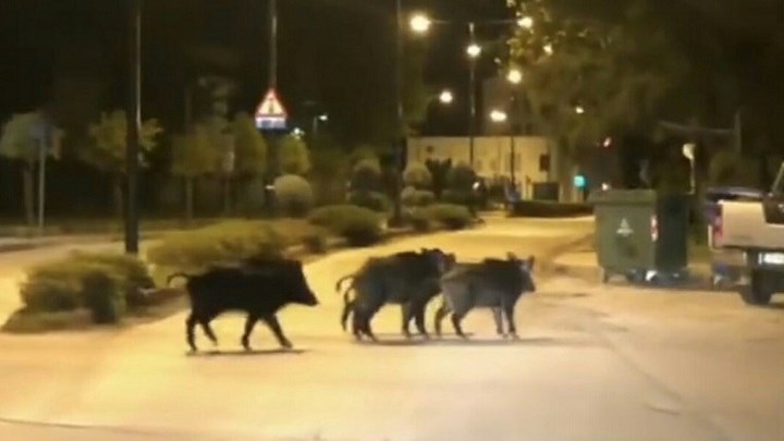 Αγριογούρουνα έκαναν βόλτες σε κεντρικό δρόμο των Τρικάλων