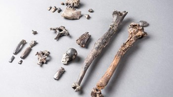 Ανακαλύφθηκε στη Γερμανία το απολίθωμα πιθήκου ηλικίας 11,62 εκατ. ετών – Γιατί τα ευρήματα πιθανώς ανατρέπουν όσα γνωρίζαμε για την ανθρώπινη εξέλιξη