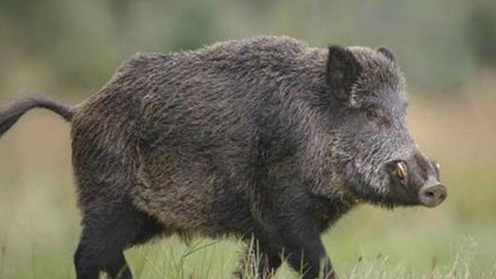 Διαρρήκτης τραυματίστηκε… από αγριογούρουνο ενώ κρυβόταν από τους αστυνομικούς