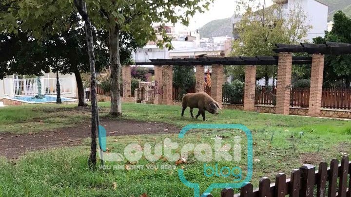 Αγριογούρουνο… βολτάρει στο κέντρο του Λουτρακίου – ΦΩΤΟ