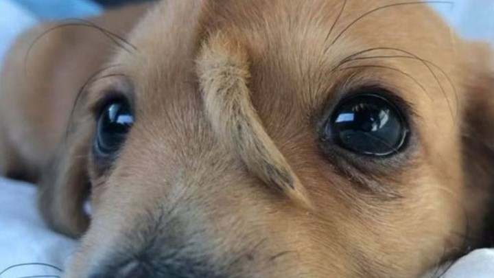 Διεσώθη εγκαταλελειμμένο κουτάβι με ουρά στο κεφάλι – ΦΩΤΟ