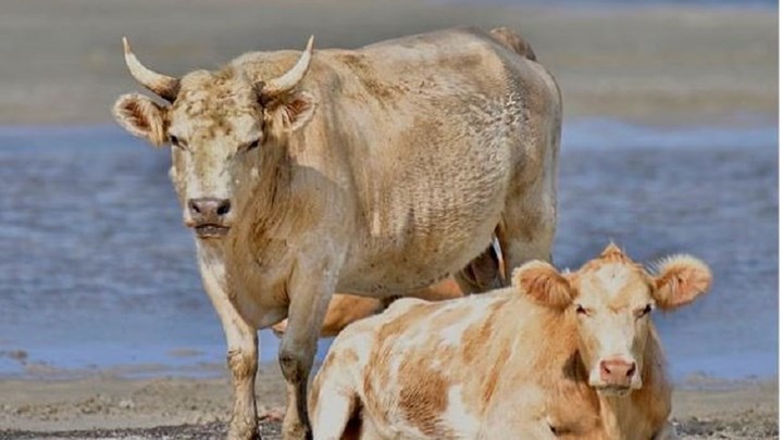 Έζησαν οι αγελάδες που είχαν παρασυρθεί από τον τυφώνα Ντόριαν – Είχαν κολυμπήσει αρκετά χιλιόμετρα