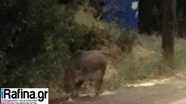 Αγριογούρουνα έκαναν την εμφάνισή τους και στη Ραφήνα