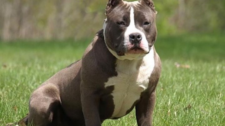 Νέο περιστατικό με πίτμπουλ: Επιτέθηκε σε 11χρονη στο δημοτικό στάδιο Αριδαίας