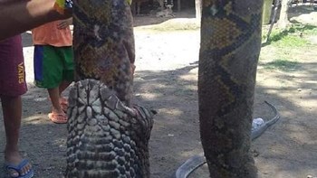 Η μάχη μέχρι θανάτου τεράστιου πύθωνα με κόμπρα – ΦΩΤΟ – ΒΙΝΤΕΟ