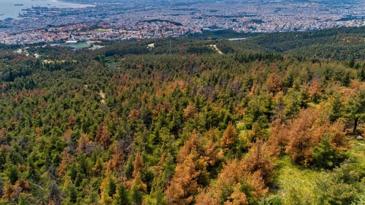 Συνεχίζει το καταστροφικό του έργο στο Σέιχ  Σου το έντομο – φονιάς – ΒΙΝΤΕΟ