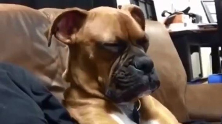 Σκύλος προσπαθεί μάταια να μείνει ξύπνος και γίνεται viral στο Διαδίκτυο – ΒΙΝΤΕΟ
