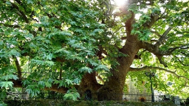 Από πού προήλθε η φράση “Χαιρέτα μου τον πλάτανο” και πώς χρησιμοποιείται – ΦΩΤΟ