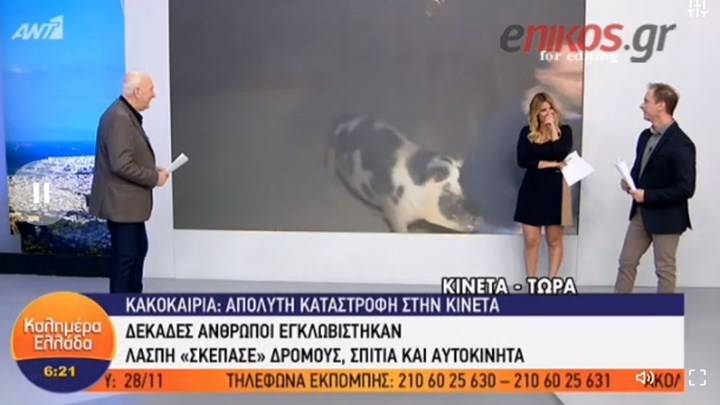 Το απρόοπτο στην εκπομπή του Γιώργου Παπαδάκη: Γουρούνι κυνηγάει και δαγκώνει δημοσιογράφο σε απευθείας σύνδεση – ΒΙΝΤΕΟ