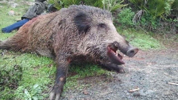 Μπόνους 100 ευρώ για το κυνήγι αγριογούρουνου – Το σχέδιο για τη μείωση του πληθυσμού