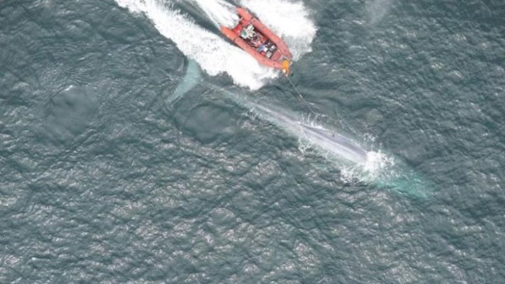 Ο καρδιακός χτύπος της μπλε φάλαινας καταγράφηκε για πρώτη φορά