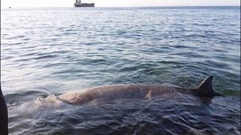 Εντοπίστηκε νεκρή φάλαινα ανοικτά της Κερατέας
