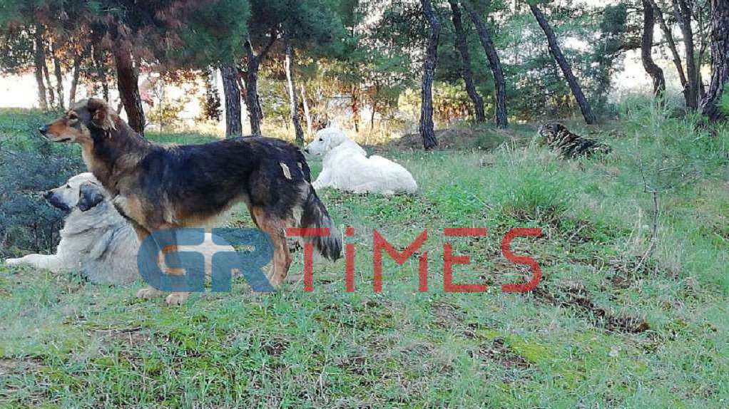 Σκυλιά επιτέθηκαν σε μαθητές στη Θεσσαλονίκη – Σοκάρουν οι μαρτυρίες – ΦΩΤΟ