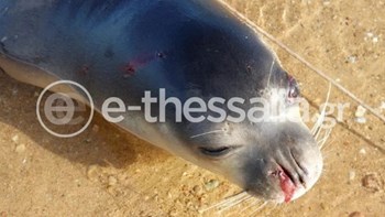 Σκότωσαν φώκια “Monachus Monachus” – ΦΩΤΟ