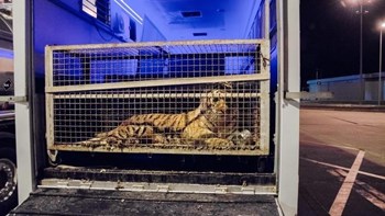 Αίσιο τέλος στο “ταξίδι του τρόμου” για πέντε τίγρεις – Από την Πολωνία μεταφέρονται στην Ισπανία – ΒΙΝΤΕΟ