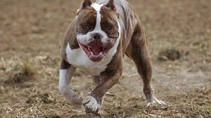 Δύο αστυνομικοί στο νοσοκομείο από επίθεση πιτ μπουλ στο Ίλιον