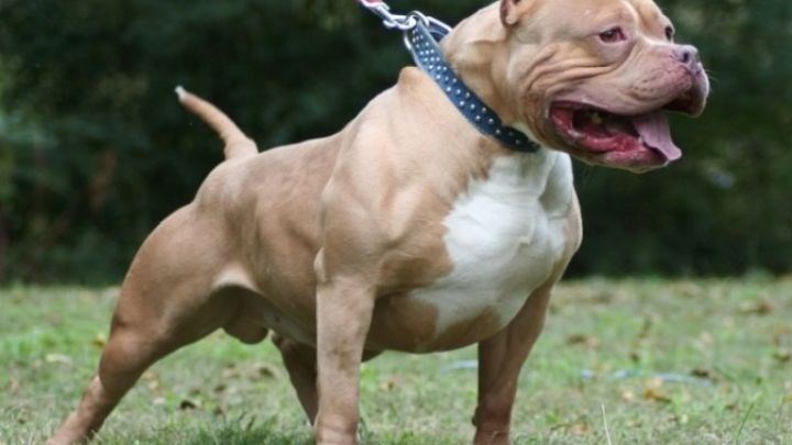 Πιτ μπουλ δάγκωσε αστυνομικούς – Τι είπε για την επίθεση ο ιδιοκτήτης του σκύλου – ΒΙΝΤΕΟ